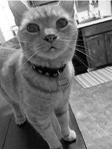 彩度が下がった画像